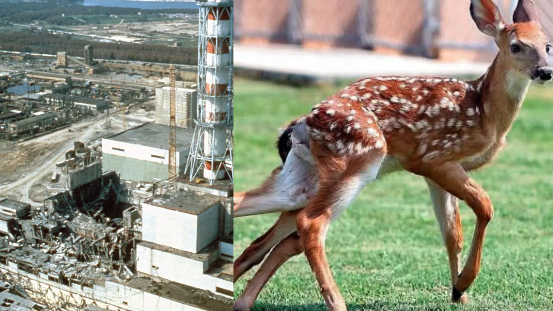 Sejauh Mana Chornobyl Mengubah Rupa Bentuk Haiwan?