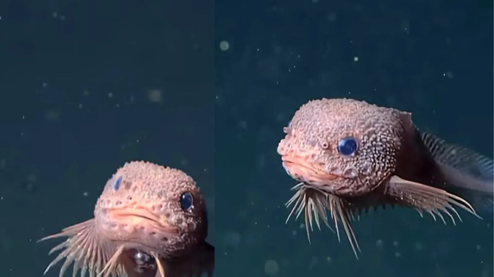 Bumpy: Ikan Comel Yang Menetap Di Dasar Lautan Yang Penuh Dengan Spesis Ikan Pelik!