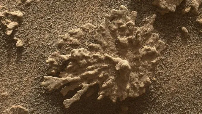 Nasa Jumpa Terumbu Karang Di Planet Marikh!