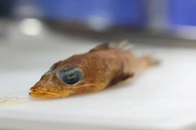 ROGADIUS AZIZAHAE: SPESIES IKAN YANG HANYA ADA DI MALAYSIA