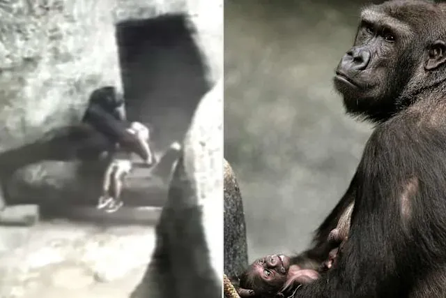 Budak 3 Tahun Terjatuh Di Kandang Gorilla!