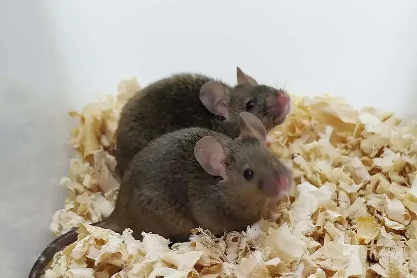 Tikus Dilahirkan Dari Dua Bapa Tanpa Ibu. Ini Penemuan Genetik Paling Radikal Setakat Ini!