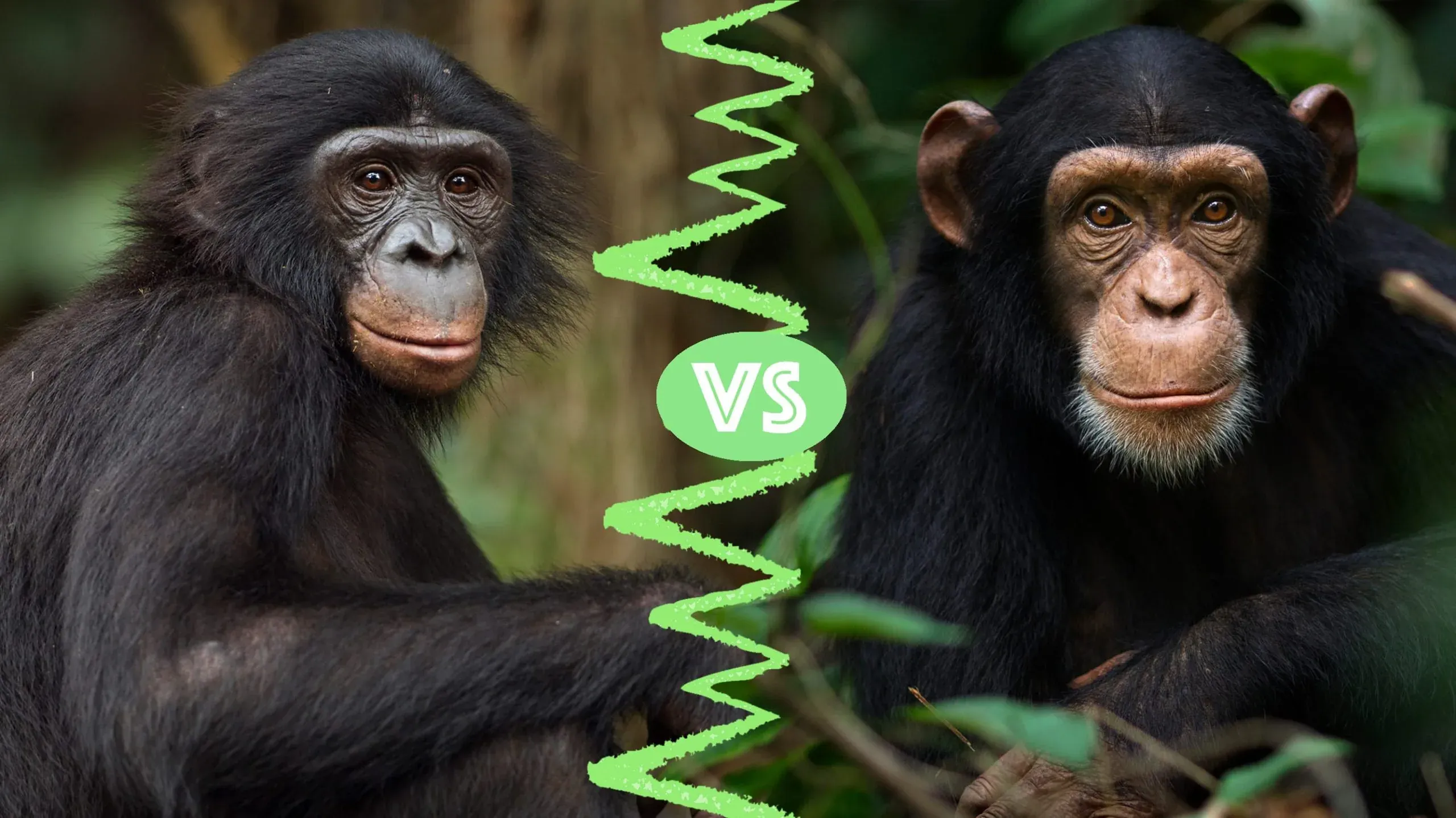Cimpanzi Suka Bergaduh, Bonobo Suka Berbaik. Nampak Sama Tapi Berbeza?