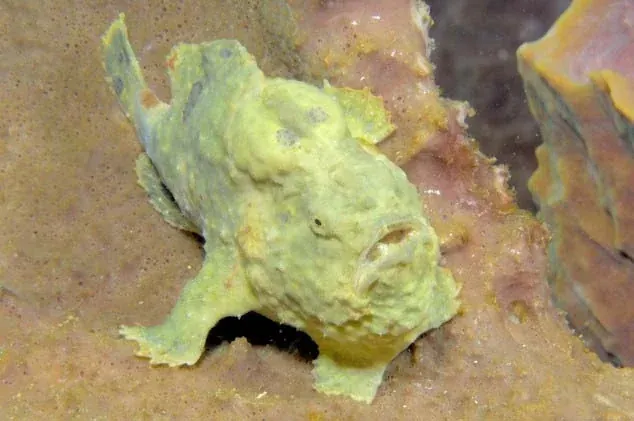 Ikan Ini Suka ‘Berjalan’