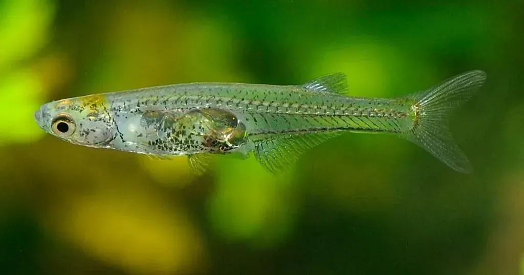 Ikan Kecil Sebesar Kuku Ini Bunyinya Lebih Kuat Dari Gajah!