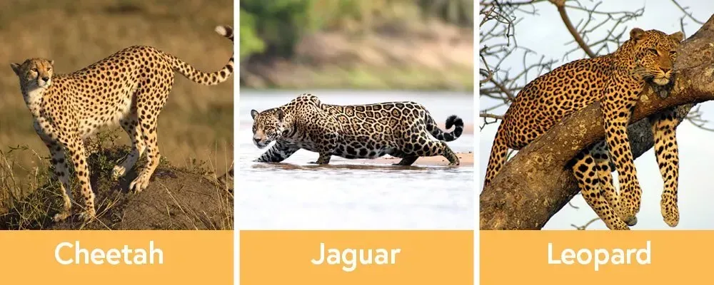 Cheetah, Leopard dan Jaguar: Tiga Spesies, Tiga Watak Berbeza – Macam Mana Nak Bezakan?