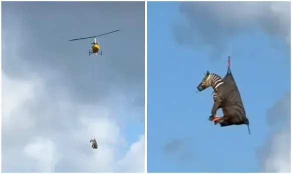 Zebra Lari Dari Ladang, Kena Angkat Dengan Helikopter: Macam ‘Madagascar Live Action’