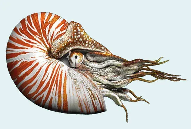 NAUTILUS: MAKHLUK PURBA BERSPIRAL YANG MASIH BERENANG SEJAK 500 JUTA TAHUN DULU