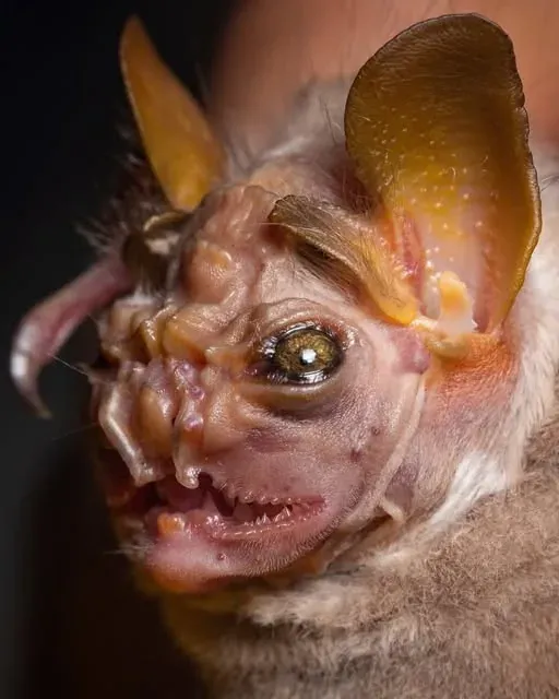 Wrinkle-Faced Bat: Makhluk Berwajah Unik Atau Menakutkan?