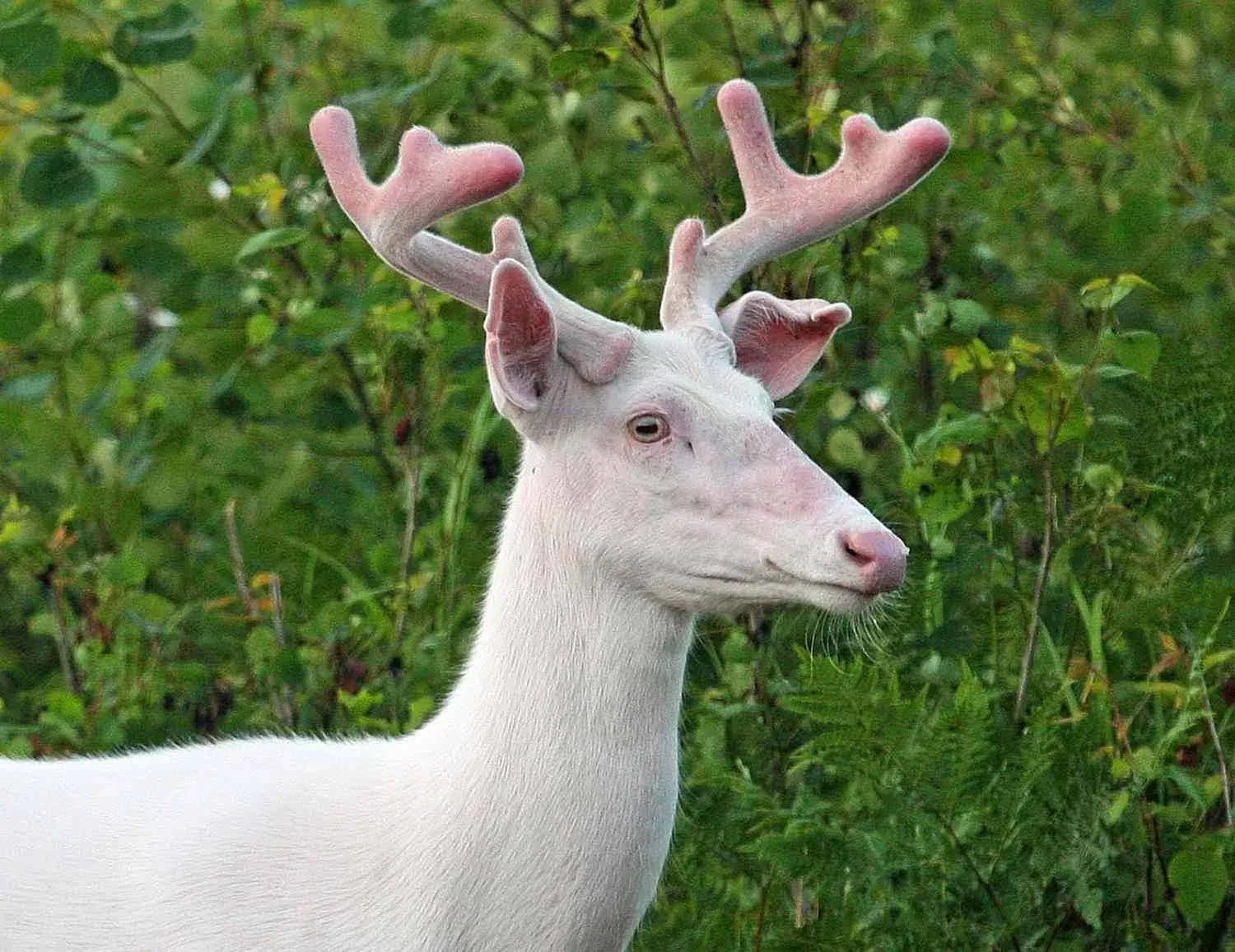 Rusa Putih: Bayangan Ajaib dari Hutan yang Menyimpan Seribu Makna!