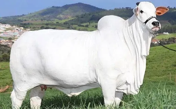 Viatina-19: Lembu Nelore Bernilai RM20 Juta, Seberat 1,100 Kilogram!