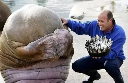 Nikolai si Walrus: Sebuah Kisah Persahabatan dan Kejutan Hari Lahir yang Menyentuh Hati.