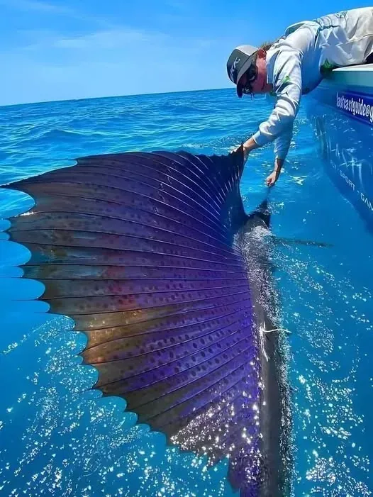 Sailfish, Perenang Terpantas di Dunia – 110km/j