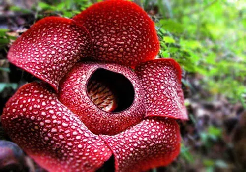 Bunga Rafflesia: Parasit Yang Mempunyai Bunga Terbesar Dunia