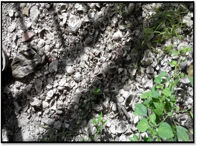“Macam Mana Boleh Ada Cengkerang Siput Dekat Gunung Jerai?