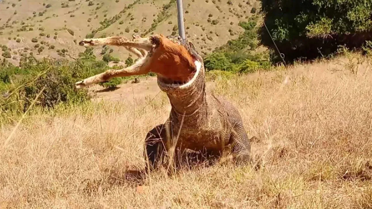 Macam Mana Biawak Boleh Telan Rusa Seekor?