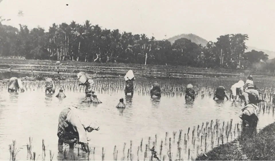 Malaya Alami Krisis Beras Di Zaman British