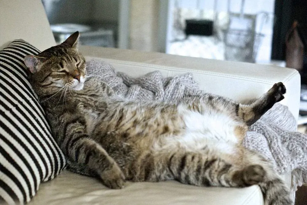 Apa Yang Bergoyang-Goyang Kat Perut Kucing Tu?