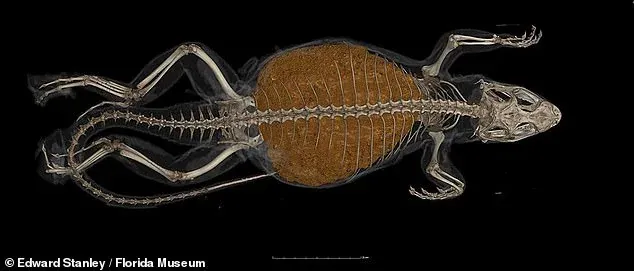 Biawak Mengandung Perut Kembung?