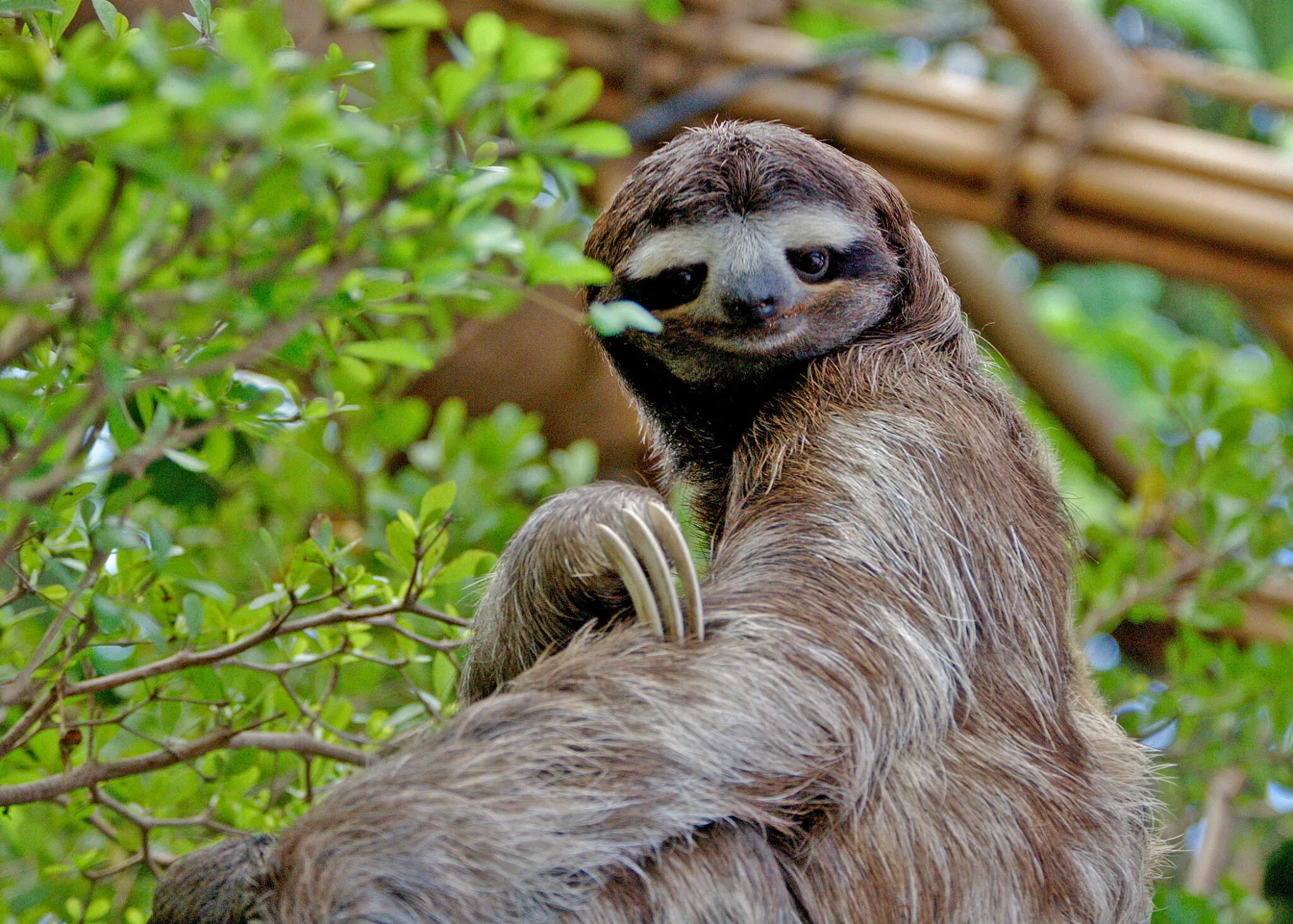 Sloth: Satu-satunya Haiwan Paling Malas Di Dunia
