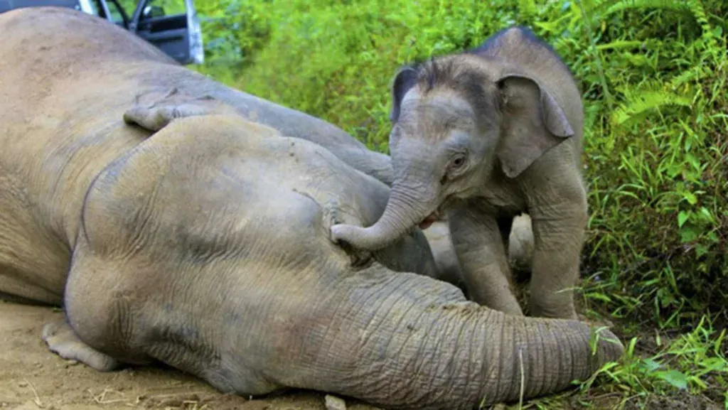 Saintis Guna YouTube Untuk Kaji Reaksi Gajah Bila ‘Patah Hati’