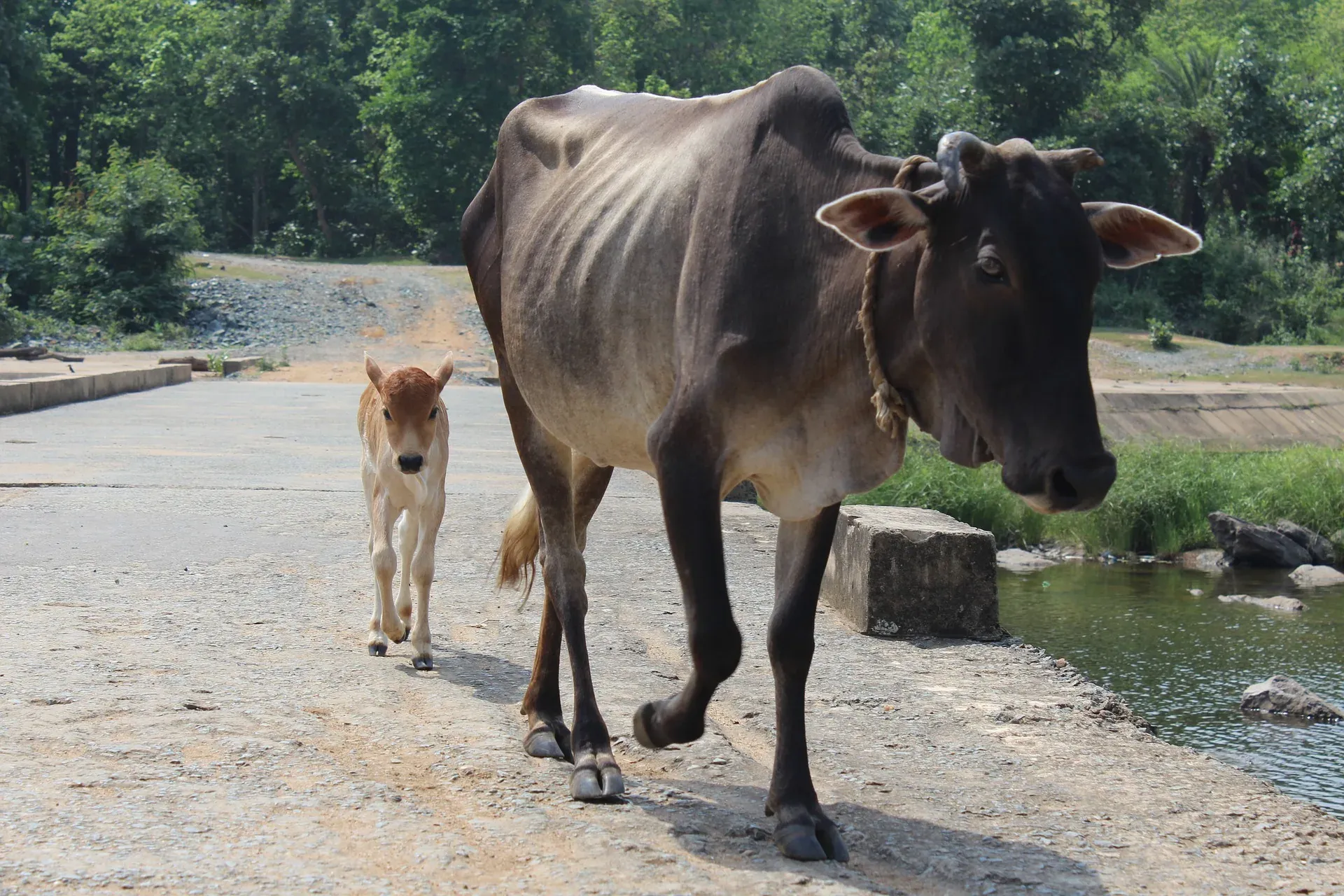 Saintis Yang Mati Kerana Lumur Diri Dengan Tahi Lembu