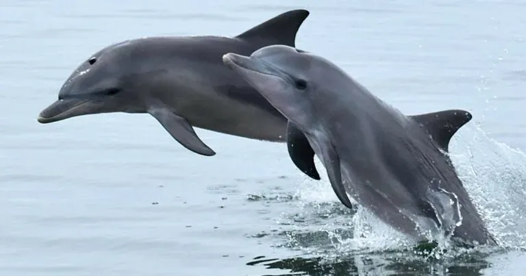 Ikan Dolfin Rawat Sakit Kulit Dengan Terumbu Karang