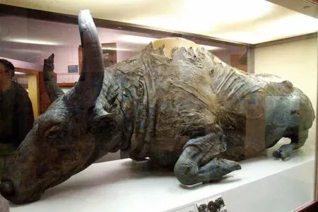 Kisah Makan Malam Seekor Lembu Berusia 50, 000 Tahun Yang Lalu