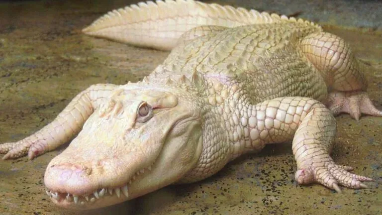 Legenda Buaya Putih Dalam Masyarakat Melayu