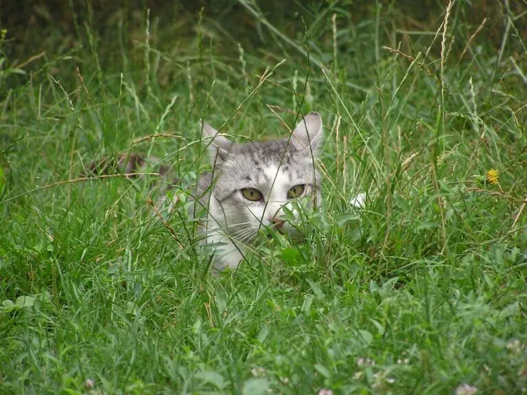 Kucing Kalau Jadi Manusia, Akan Bertukar Psikopat
