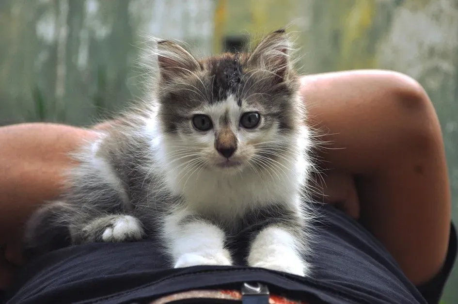 Kucing Tahu Lokasi Tuannya Walaupun Tidak Melihat Mereka