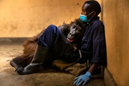 Kisah Disebalik Gambar Gorilla Yang Pergi Dipangkuan Penjaganya