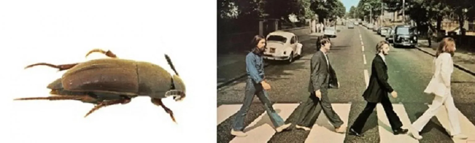 Spesis Kumbang Terbaru Dinamakan Sempena Band “The Beatles”
