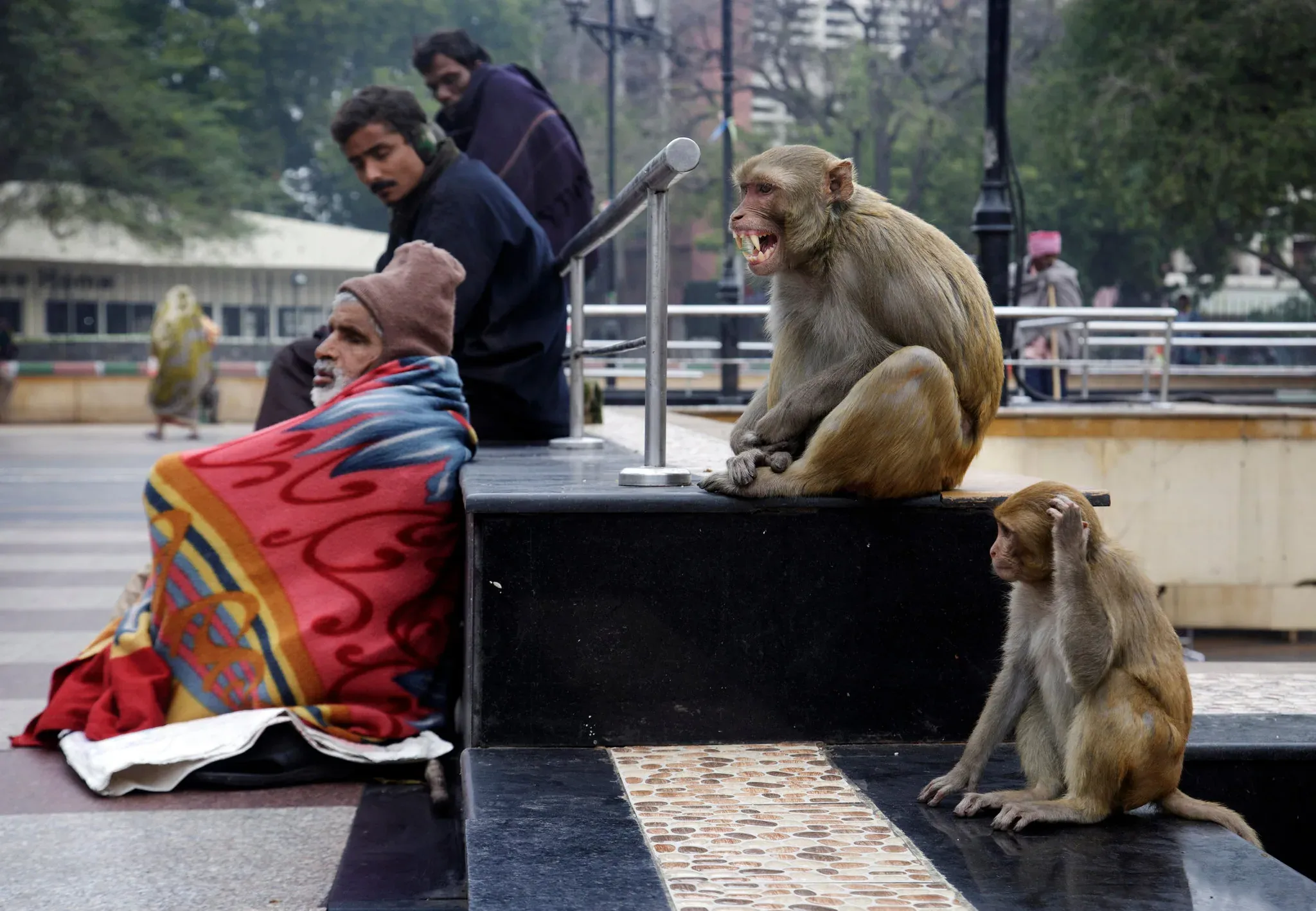 Apa Gila India Upah 40 Orang Jadi Monyet?