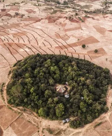 Projek Mega Mahu Menukarkan Tanah Gersang Afrika Menjadi Hutan Amazon