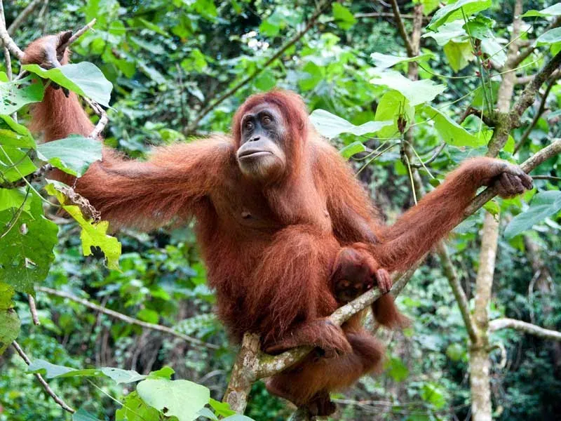 Orang Utan Masih Diancam Kepupusan