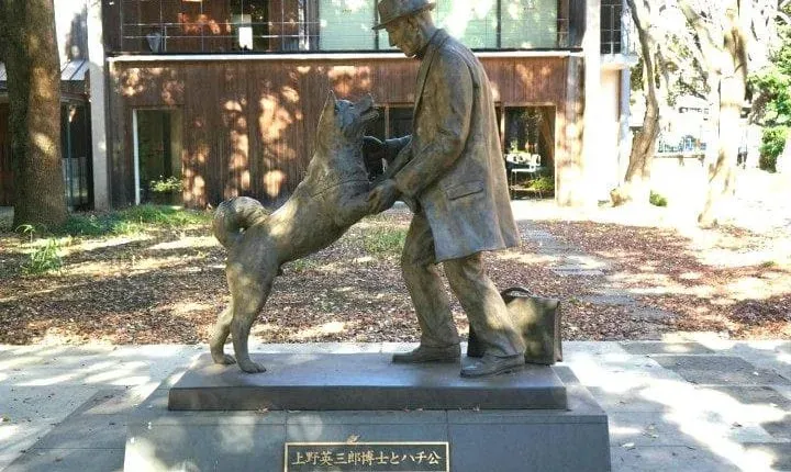 Hachiko – Anjing Paling Setia Pernah Wujud Dalam Sejarah
