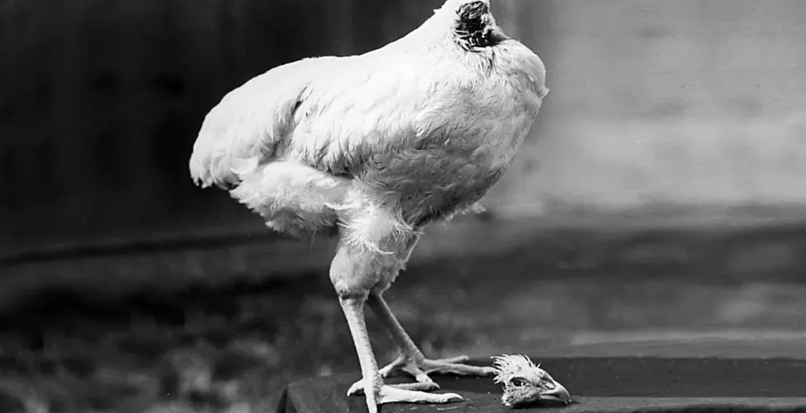Ayam Ini Hidup Tanpa Kepala Selama 18 Bulan