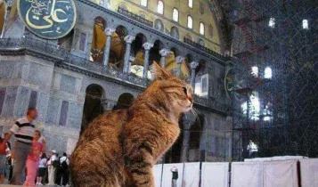 Islam, Turki Dan Kucing