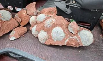 Budak Lelaki Ini Menemui Telur Dinosaur!