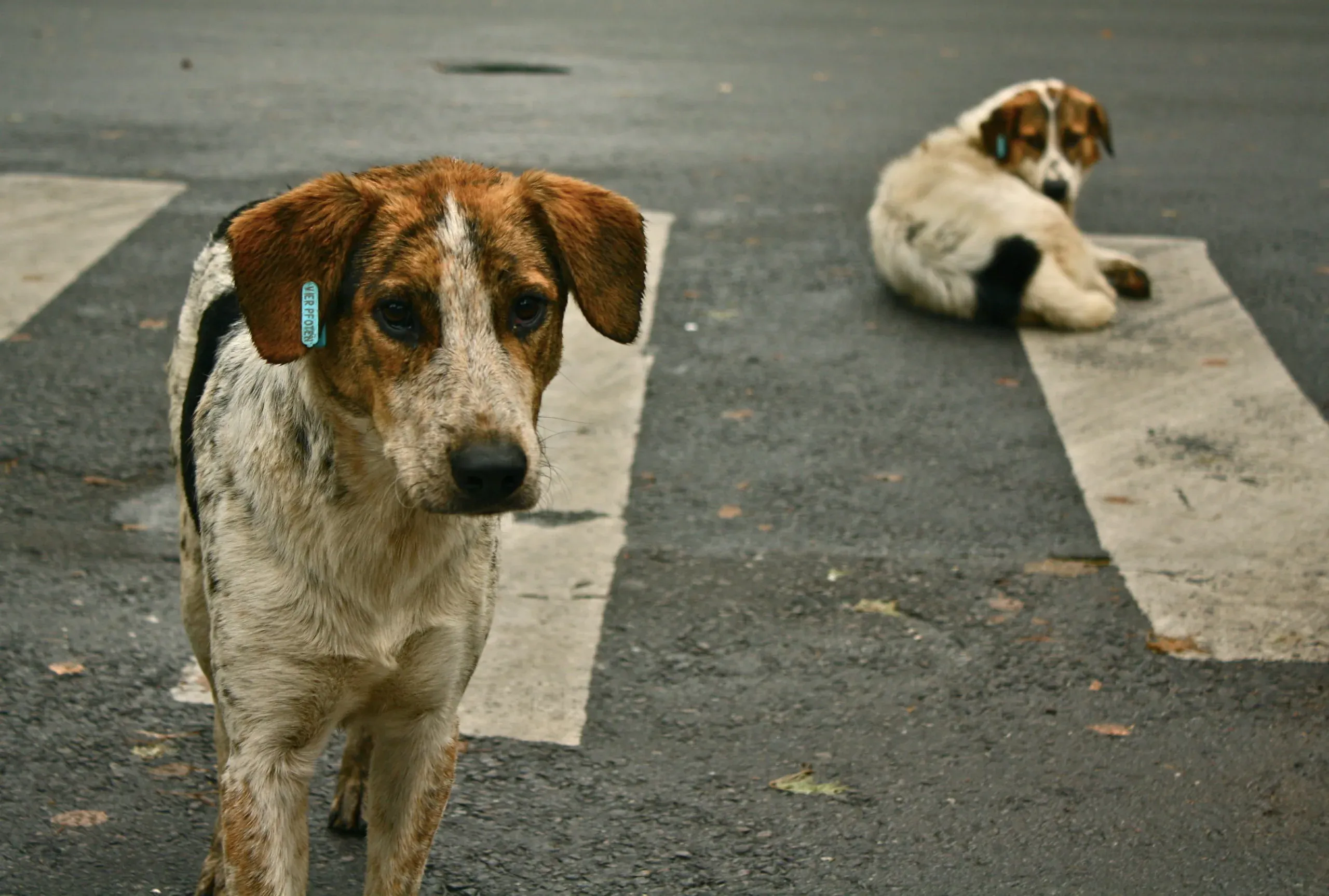 Konotasi Anjing Dalam Budaya Masyarakat Cina