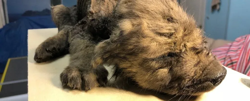 Anak Anjing Yang Berumur 18,000 Tahun