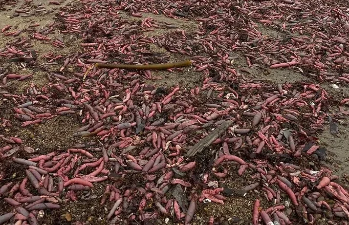 ‘Penis’ Bertaburan Di Pantai California?