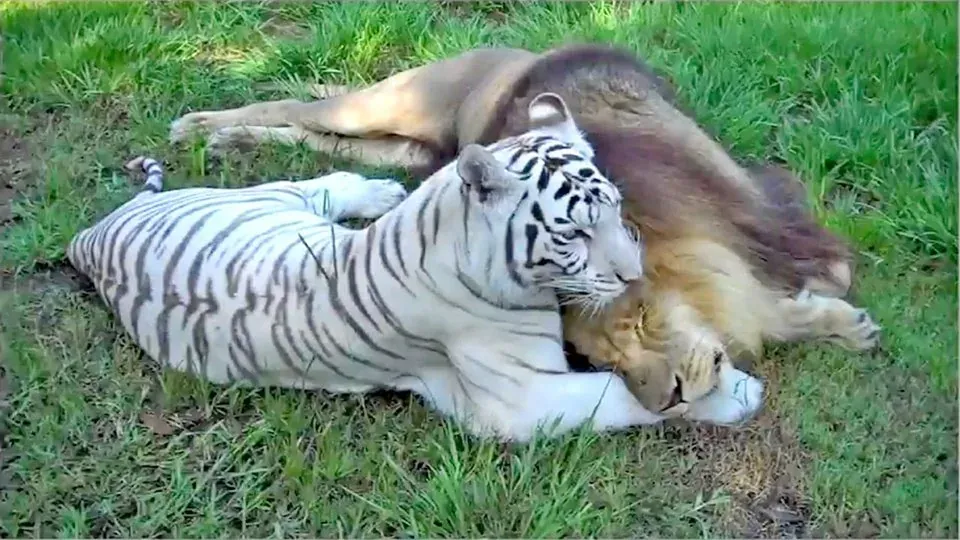 Kisah Cinta Singa Dan Harimau Putih