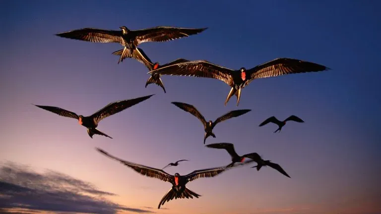 Kenapa Burung Mampu Terbang Walau Ada Graviti?