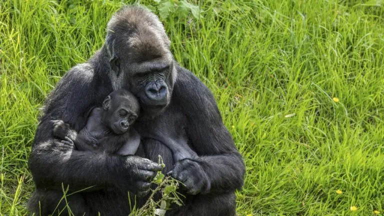 Fakta Menarik Mengenai Gorilla