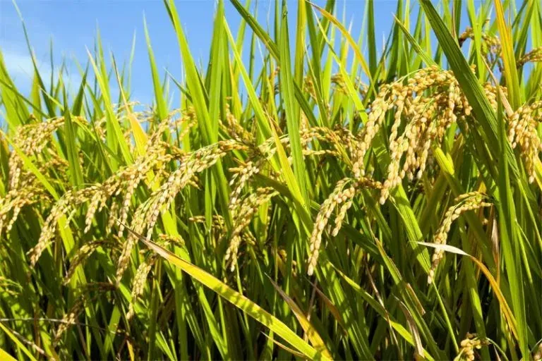 Jaminan Makanan (Food Security) Di Malaysia