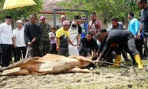 Ibadah Korban Bukan Kekejaman Terhadap Haiwan