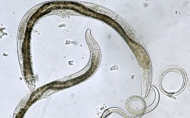 Nematode: Kisah Si Cacing Halus