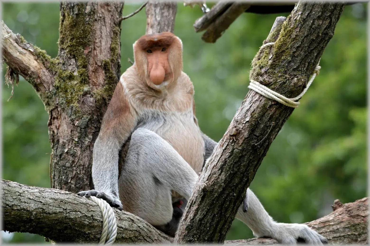 Orang Belanda – Si “Playboy” Borneo